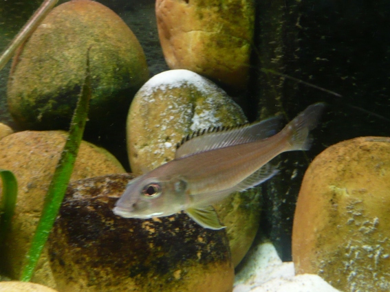 2010725165042_lepthrinops placidochromis jalo 002.jpg